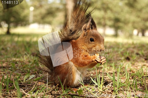 Image of squirrel 