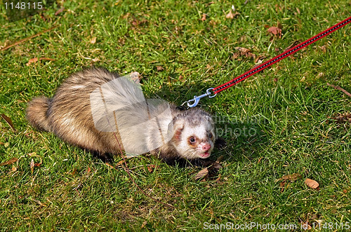 Image of Ferret