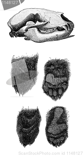 Image of Anatomy of a bear