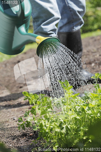 Image of Watering