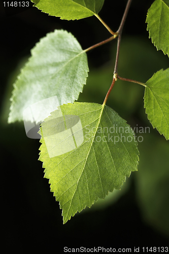 Image of Birch leaf