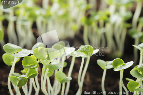 Image of Basil seedlings