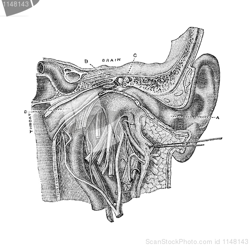 Image of The Ear