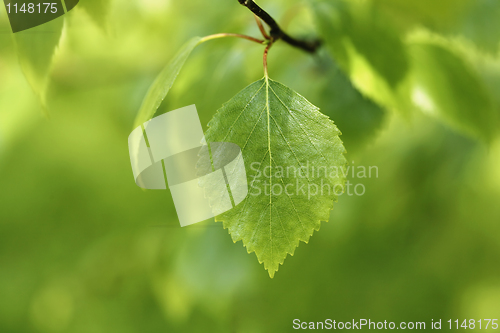 Image of Birch leaf