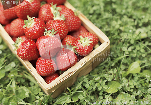 Image of Strawberries