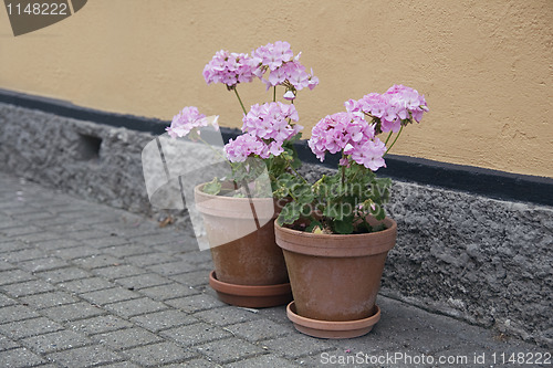 Image of Potted flowers in a street