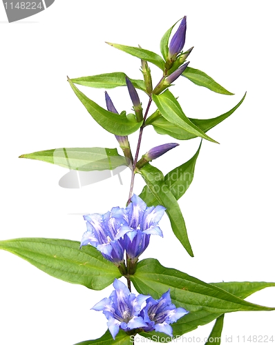 Image of Willow Gentian (Gentiana asclepiadea)