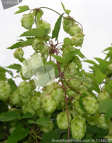 Image of Flowers and leaves of wild hop (Humulus lupulus)