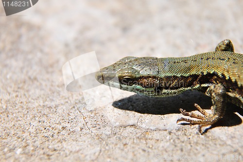 Image of Wall lizard (Podarcis muralis)