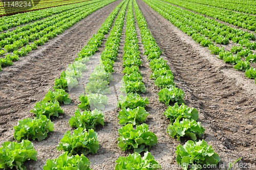 Image of Lettuce field