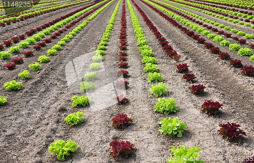 Image of Lettuce field
