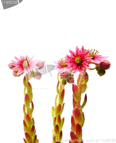 Image of Houseleek flowers (Sempervivum)