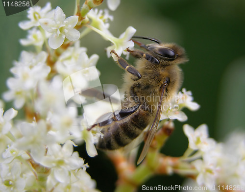 Image of Bee on flower