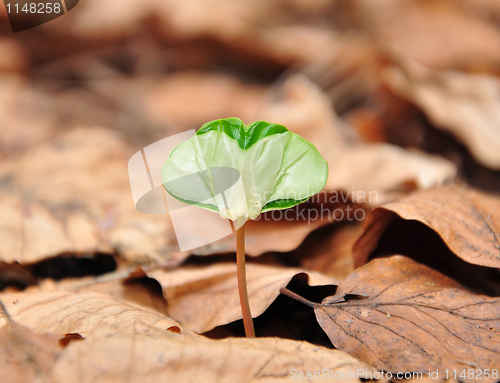 Image of Beech seedling