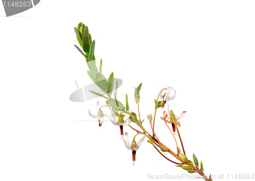 Image of Cranberry flowers (Vaccinium macrocarpon)