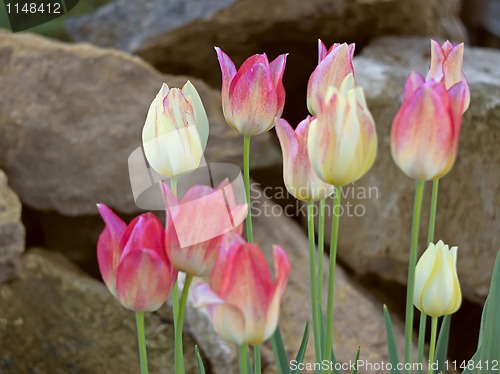 Image of Group tulips on a background of large stones