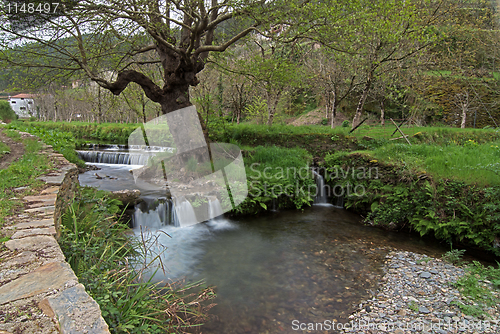 Image of Water rushing by tree