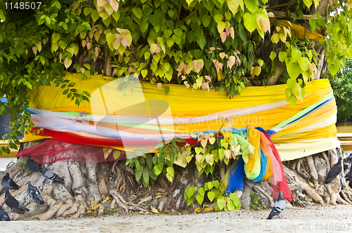 Image of Bodhi Tree