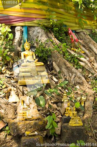 Image of Bodhi Tree