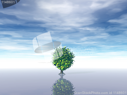 Image of lonely tree