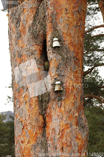 Image of Insulator on a pine tree.