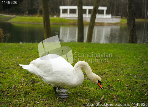 Image of November in the city park