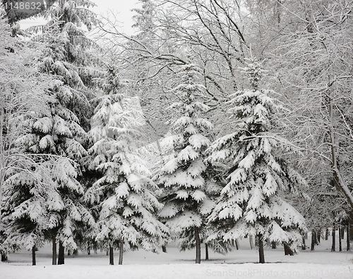 Image of Winter landscape