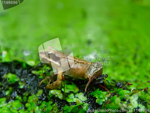 Image of Frog