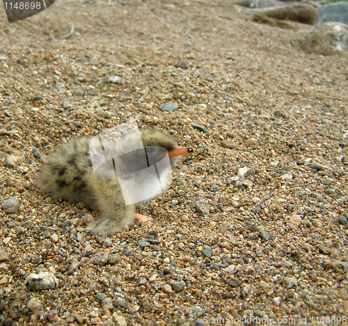 Image of sea-swallow  baby bird