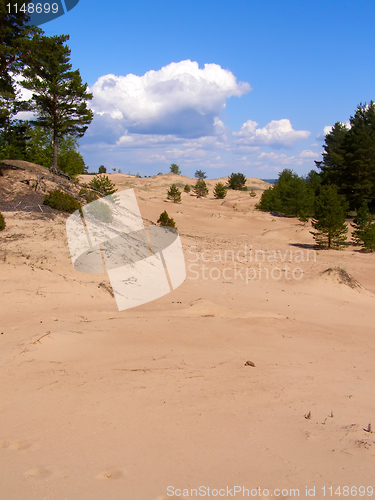 Image of pines and sand