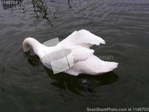 Image of Swan