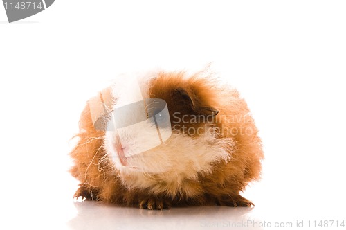 Image of baby guinea pig