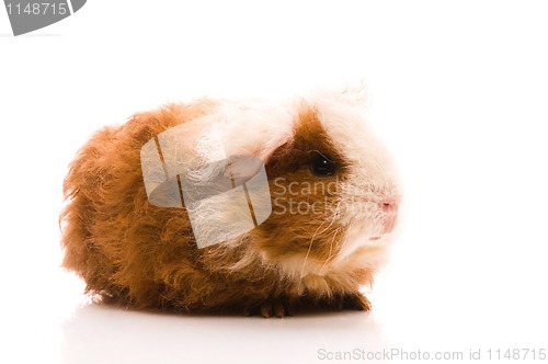 Image of baby guinea pig