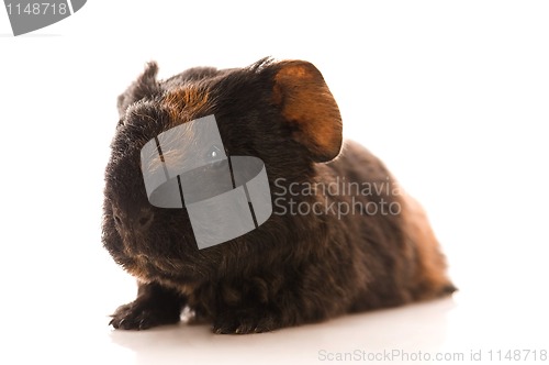 Image of baby guinea pig