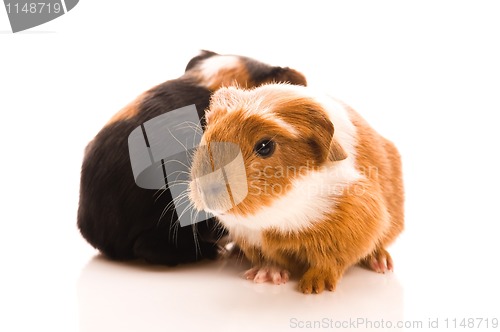 Image of baby guinea pigs