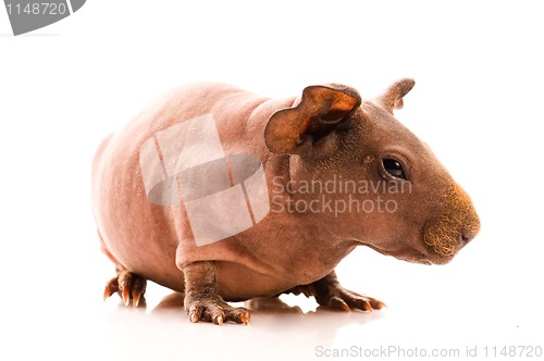 Image of skinny guinea pig