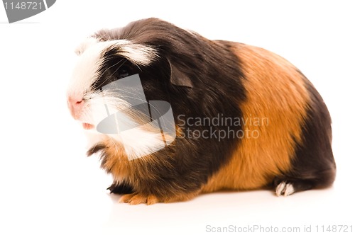 Image of baby guinea pig
