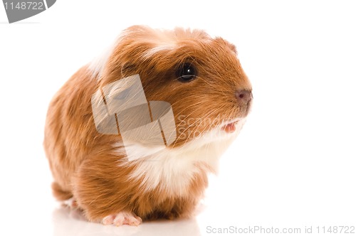 Image of baby guinea pig