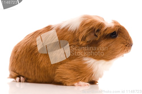 Image of baby guinea pig