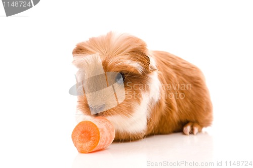 Image of baby guinea pig