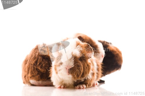 Image of baby guinea pigs