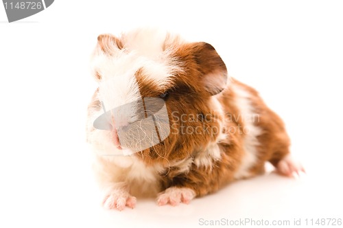 Image of baby guinea pig