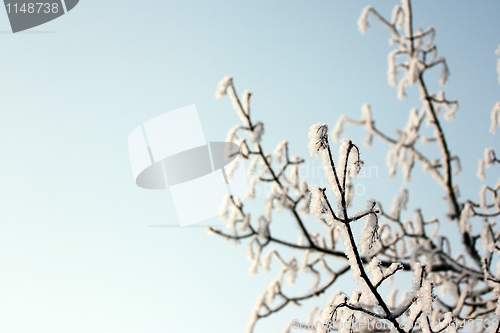 Image of Winter Season