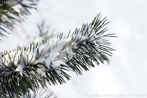 Image of Pine branch in the cold season