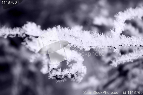 Image of Frozen snow on a branch