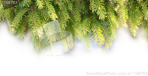 Image of Decorations of pine branches