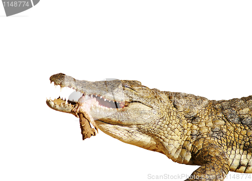 Image of Crocodile eating 