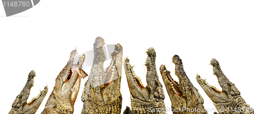 Image of alligators with open mouths 