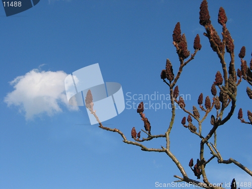 Image of Cloud and branch at springtime.