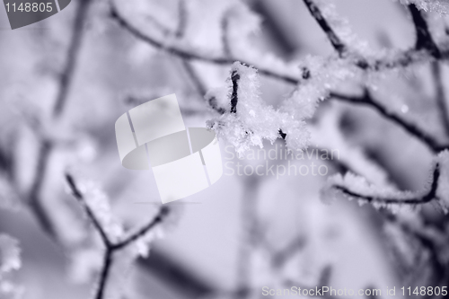 Image of Ice crystals on the tree
